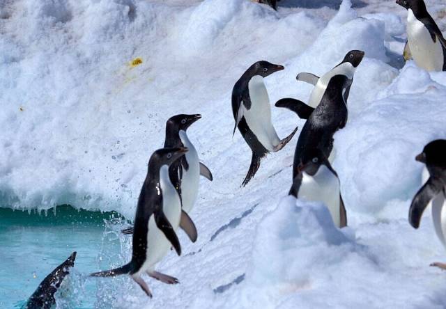 难以置信的可爱企鹅出水瞬间,萌化你的心