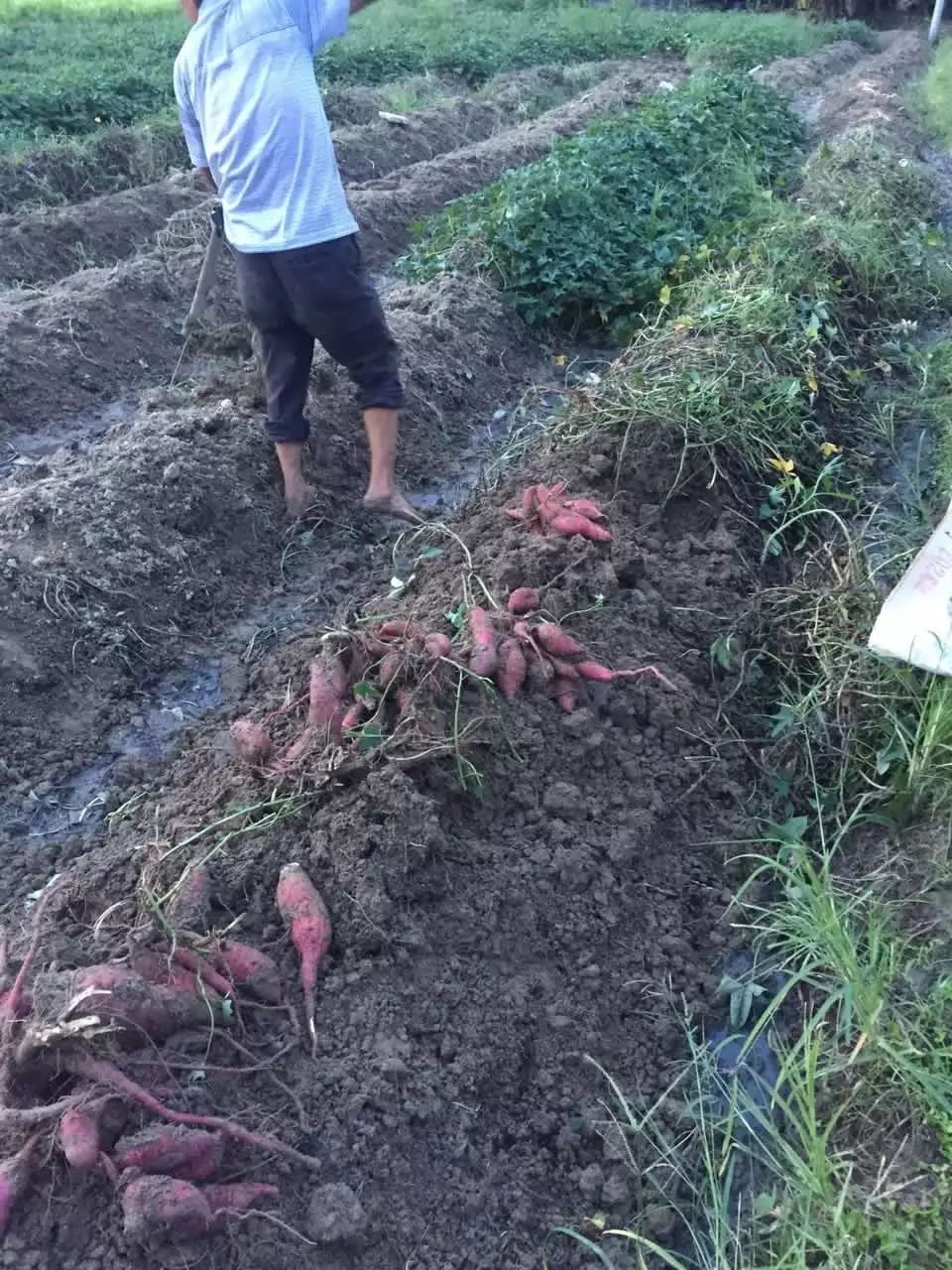 鲜食鲜食红薯,广东丰顺八乡山特产,鲜甜脆爽,高山云雾中种植,绝对