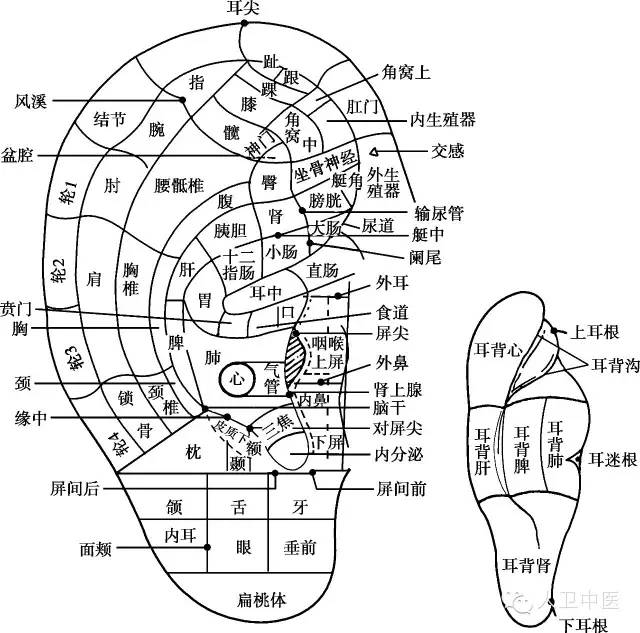 耳轮脚 *耳中 在耳轮角处 呃逆,荨麻疹,皮肤瘙痒等症,小儿遗尿症,咯血