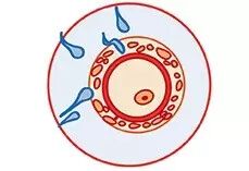 【新生乐·乐孕刊】怀孕一周你所不知道的事:-怀孕期