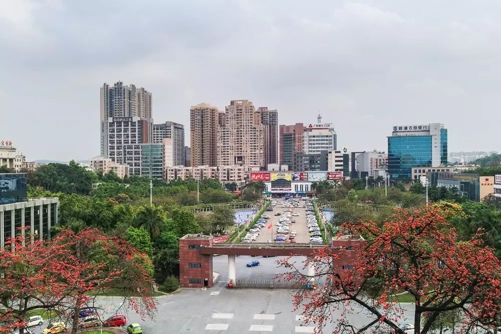 木棉花开,看大良最美四月(附海量高清美图)