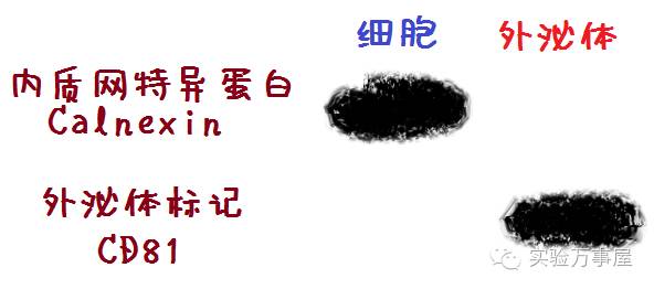 外泌体，从一窍不通到略知一二