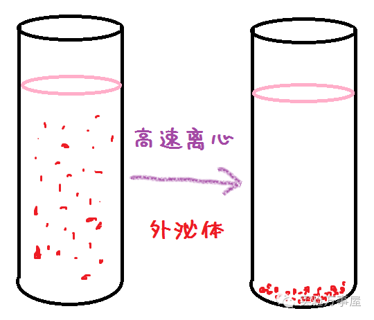 外泌体，从一窍不通到略知一二