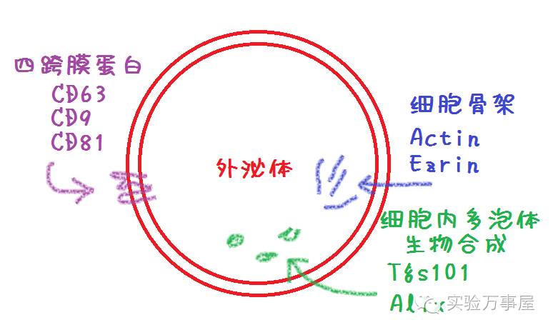 外泌体从一窍不通到略知一二