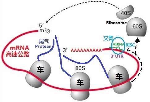 Micro RNA，从一窍不通到略知一二