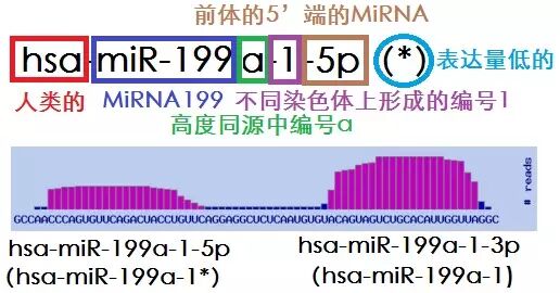 Micro RNA，从一窍不通到略知一二