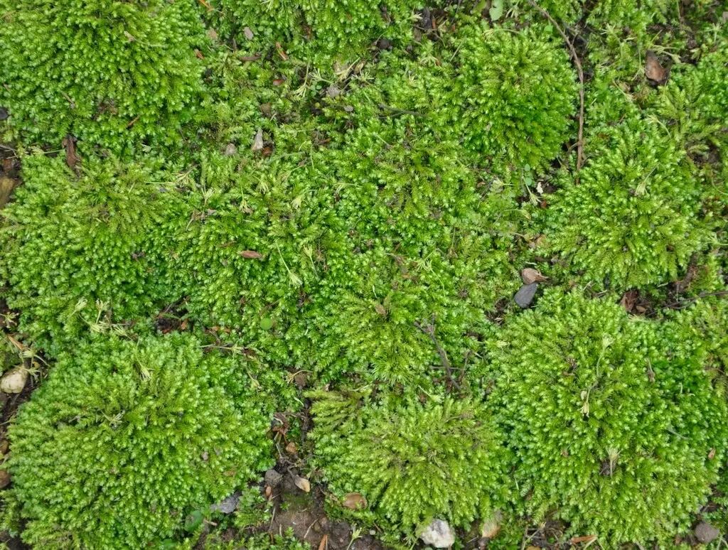 【植物王国的小矮人】绿叶白发藓&细叶牛毛藓&卷叶凤尾藓&圆条棉藓