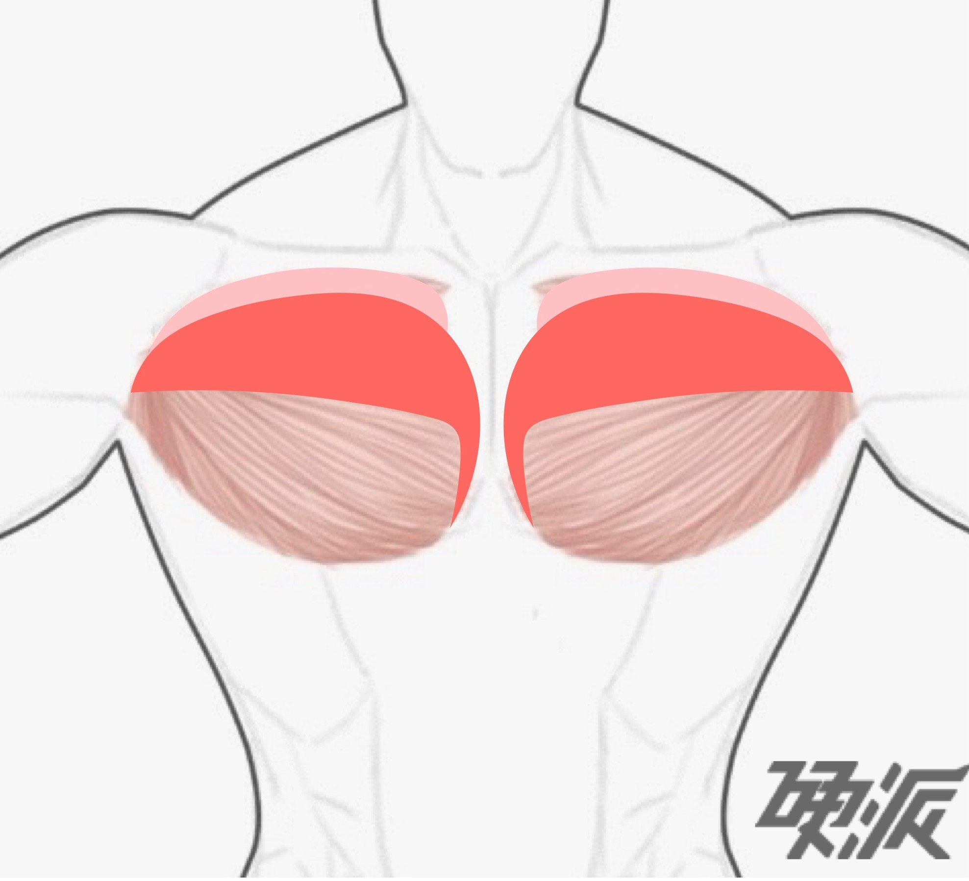 一个动作就有完美胸型!