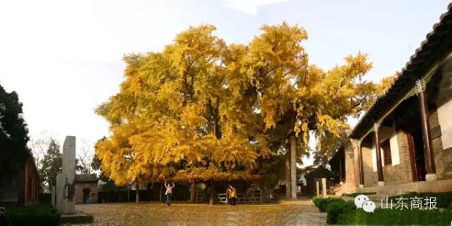 山东莱州属于哪个市_山东莱州市属于几线城市_山东莱州市属于哪个市