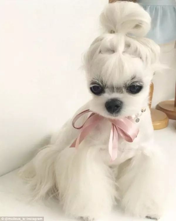 韩国最美母狗走红 女网友:长得还不如狗