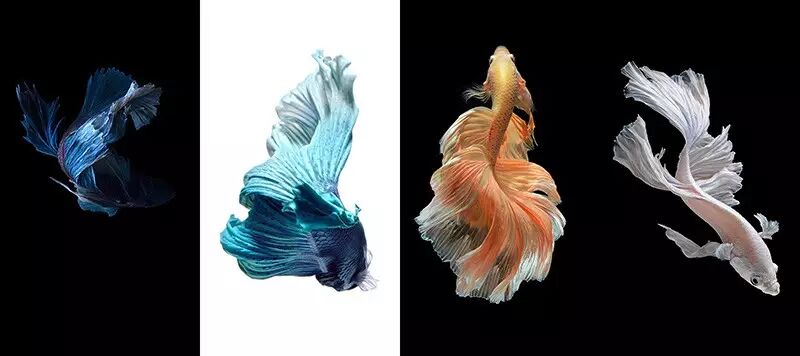 提前裝逼 Ios 9正式版壁紙到來全系24張悉數送上 提供下載 微信上的中國