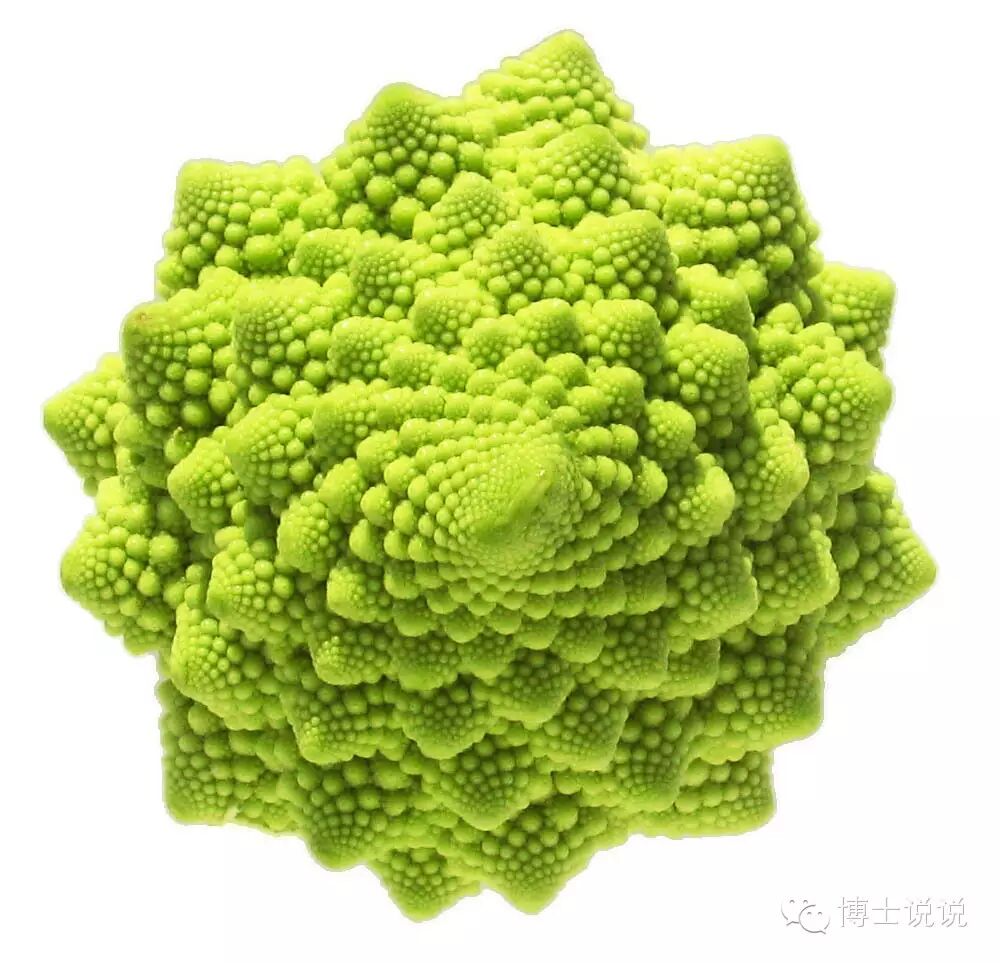 陪孩子一起画一条完美的贝壳螺旋线