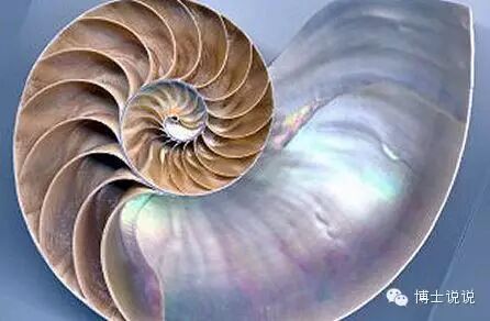 陪孩子一起画一条完美的贝壳螺旋线