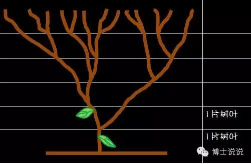 陪孩子一起画一条完美的贝壳螺旋线