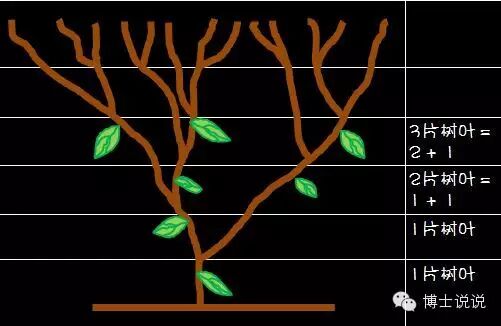 陪孩子一起画一条完美的贝壳螺旋线