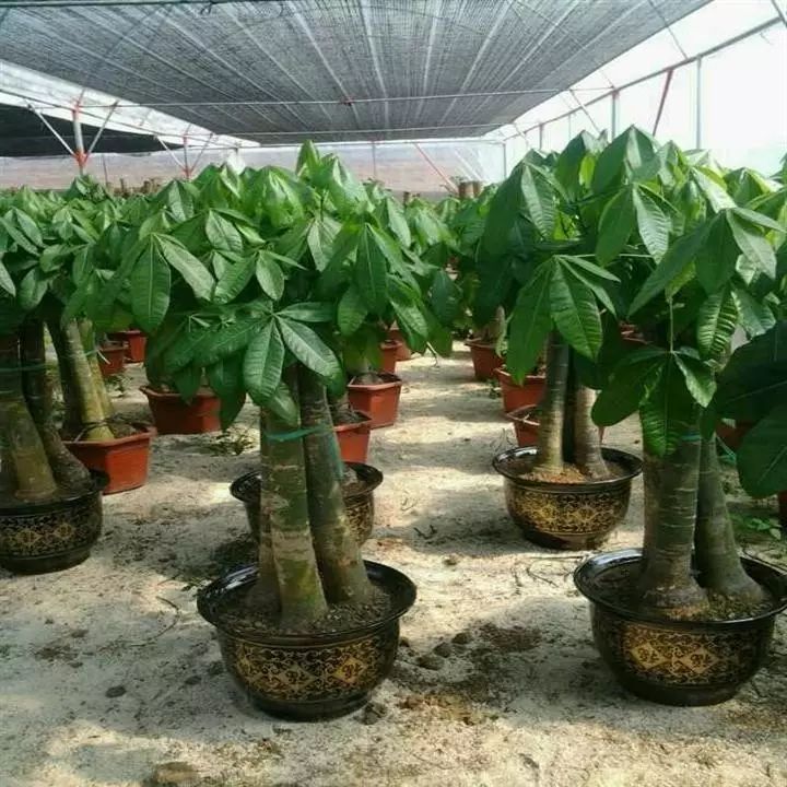【花木百科】发财树种植方法和注意事项