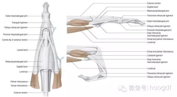 为什么小拇指会不由自主地翘起来？