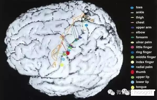 为什么小拇指会不由自主地翘起来？
