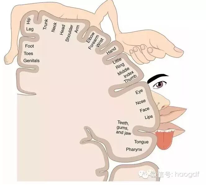 为什么小拇指会不由自主地翘起来？