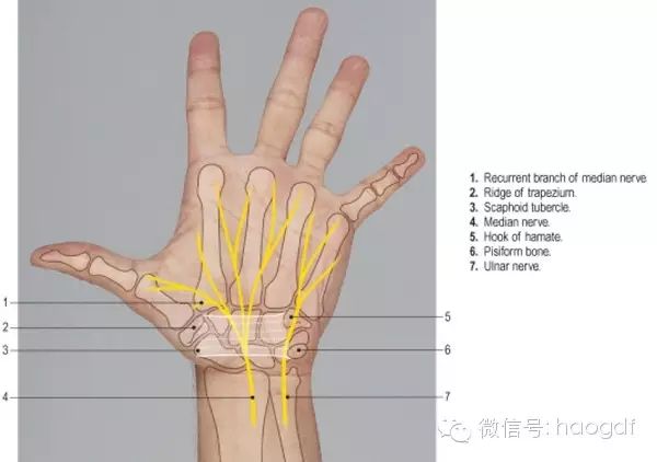 尺神经在手掌发出深支支配小鱼际肌,拇收肌,骨间肌及第 3,4 蚓状肌.