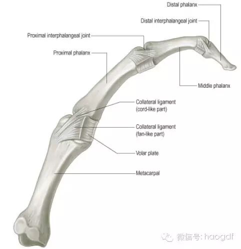 为什么小拇指会不由自主地翘起来？