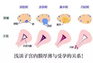 子宫内膜多厚正常,可以顺利怀孕-怀孕期