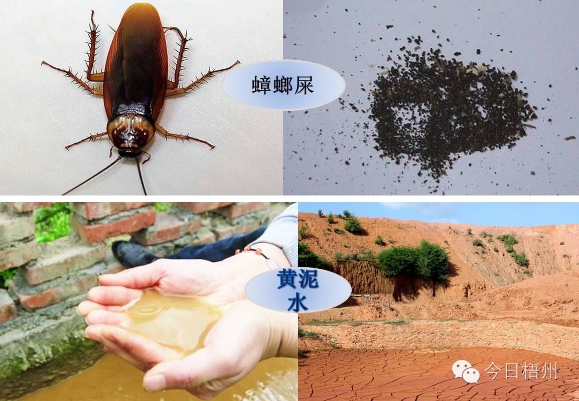 黄泥水,尿缸污垢(人中白),蟑螂屎,蚯蚓治热气
