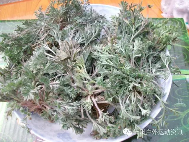 白蒿不是熏蚊子的黄蒿,也不是烧火的臭蒿,它植株小,叶背有白毛,嫩的