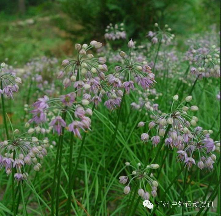 小蒜花