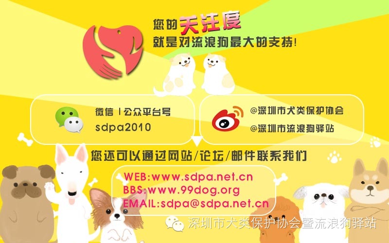 SDPA义工告诉你:怀孕与养犬 二者都可得兼!!