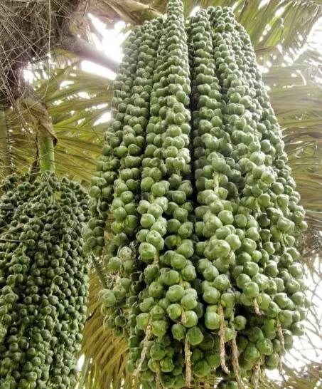 亦称"白根",但是它并不是菩提树的根,而是热带棕榈科植物贝叶棕的果实