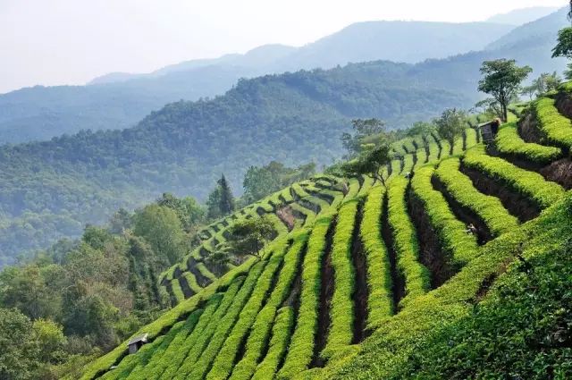普洱茶园