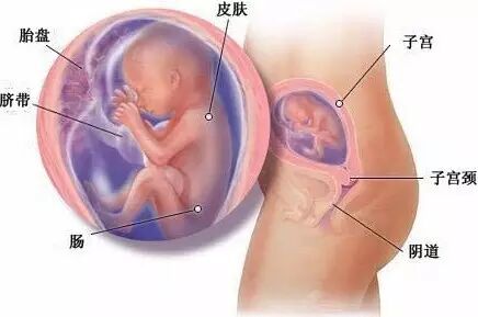 怀孕五个月胎儿图,以及注意事项-怀孕期