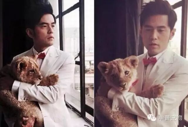 周杰伦与“新宠物”合影 怀抱小狮子面不改色