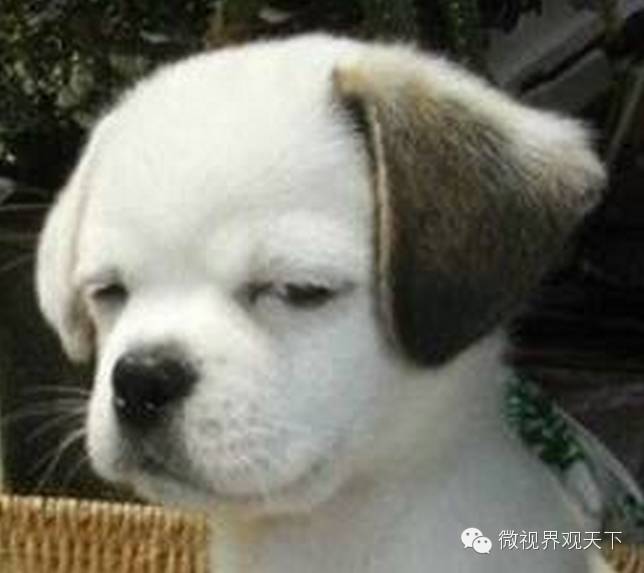 西门庆也是醉了，说武松打虎是为了美女！