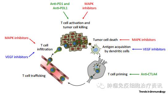 Cell综述：如何将“靶向疗法”与“免疫疗法”联合？答案在这！（附关键临床试验一览）