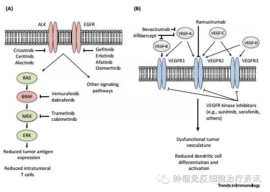 Cell综述：如何将“靶向疗法”与“免疫疗法”联合？答案在这！（附关键临床试验一览）