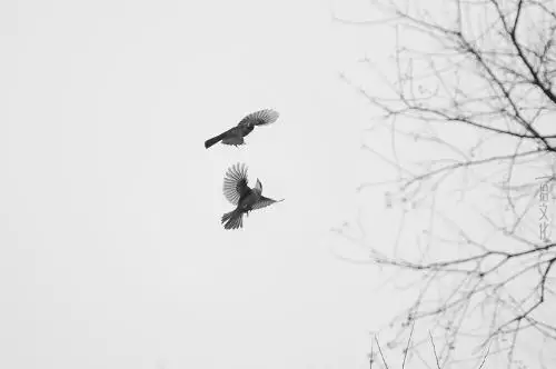 极美诗词背后或许你不知道的故事