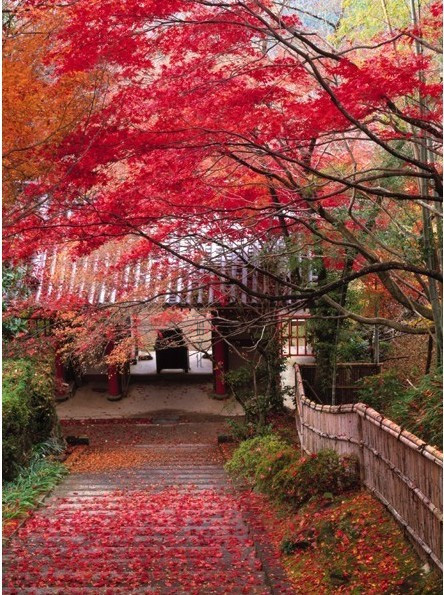 极美诗词背后或许你不知道的故事