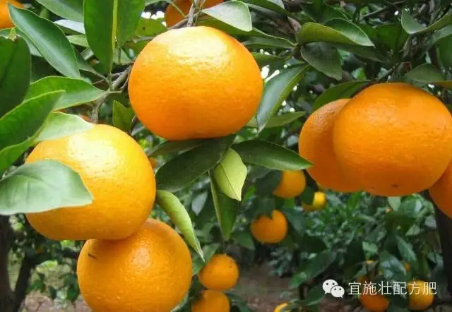 【我爱宜施壮】推广五项高品质栽培技术，着力提高柑橘品质