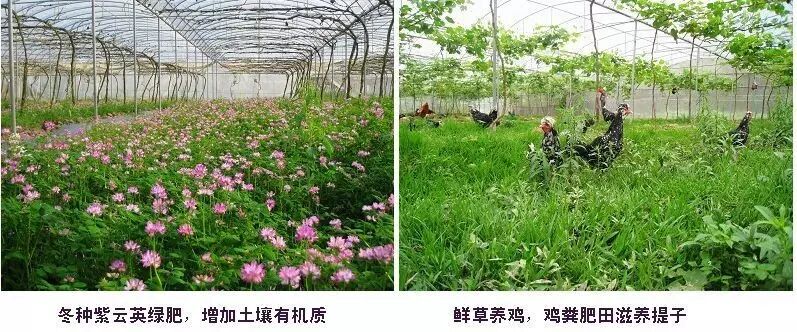 葡萄能卖到40块钱一斤,居然是因为“计划生育”!-怀孕期