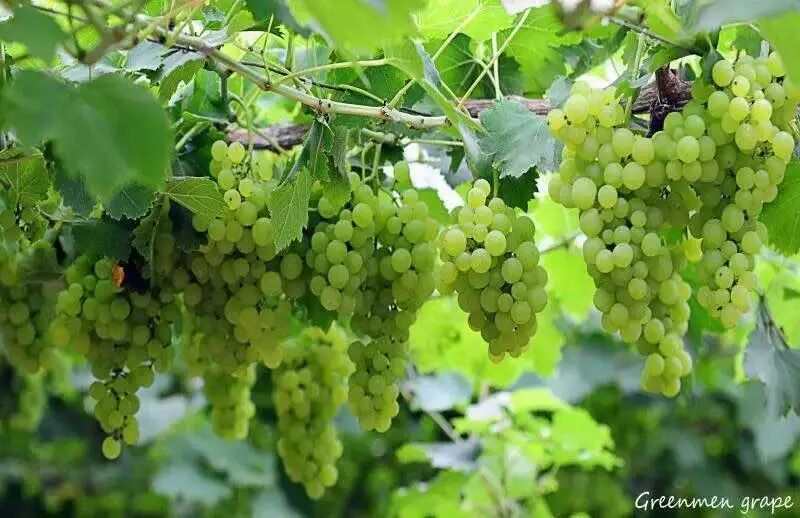 葡萄能卖到40块钱一斤,居然是因为“计划生育”!-怀孕期