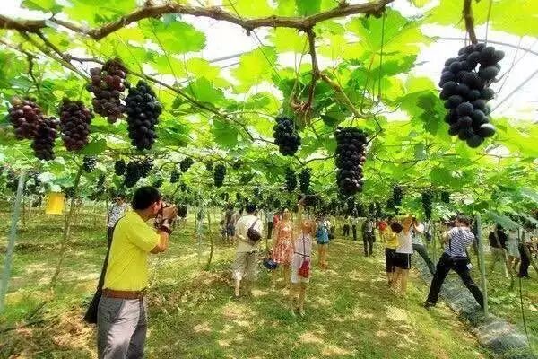 葡萄能卖到40块钱一斤,居然是因为“计划生育”!-怀孕期