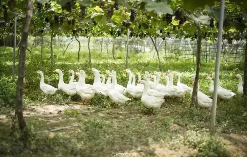 葡萄能卖到40块钱一斤,居然是因为“计划生育”!-怀孕期