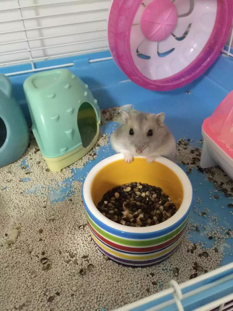 你家仓鼠怀孕了吗?-怀孕期