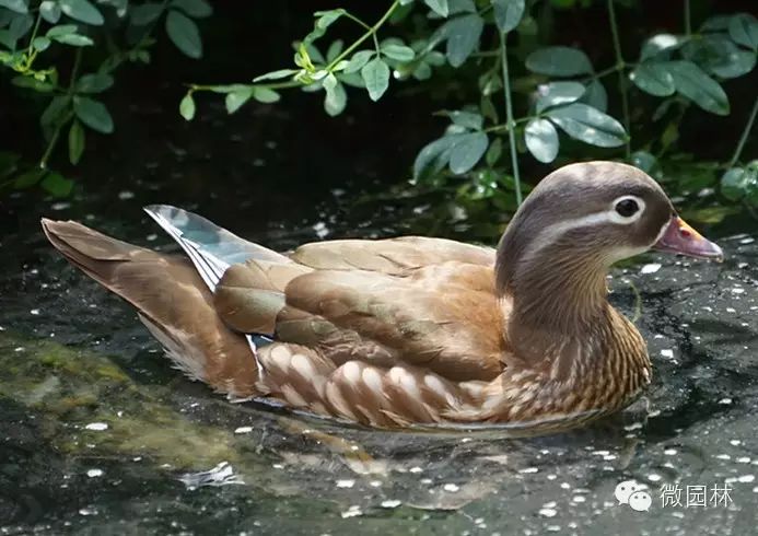 园博馆生物小百科丨【2】愿做鸳鸯不羡仙