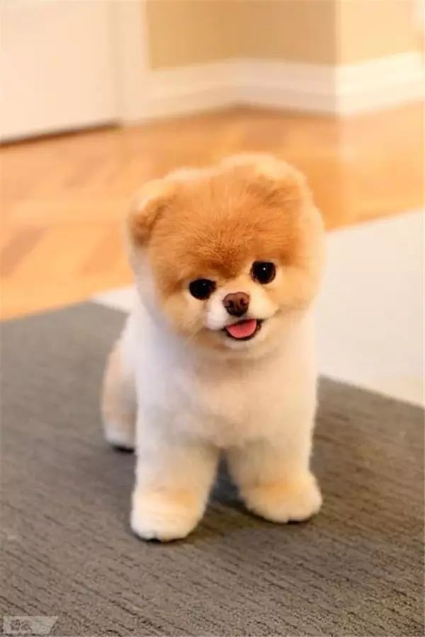 它可能是你见过的最萌的博美犬