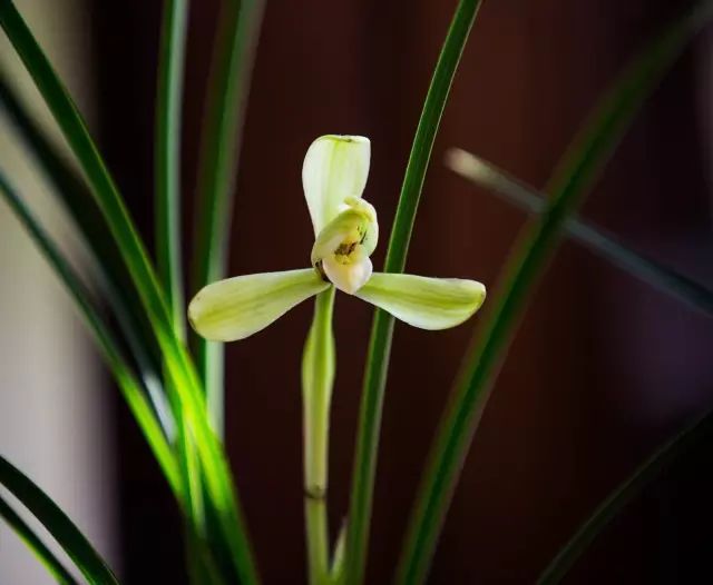 一佛一兰花 一花一菩提