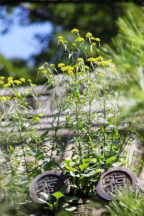 中国式瓦房,惊艳了谁的时光? - 夏季草原 - 夏季草原的博客 中国式瓦房,惊艳了谁的时光? - 夏季草原 - 夏季草原的博客