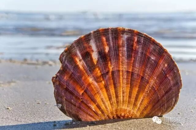 史上最全的貝類食材大會 收趣雲書籤 微文庫